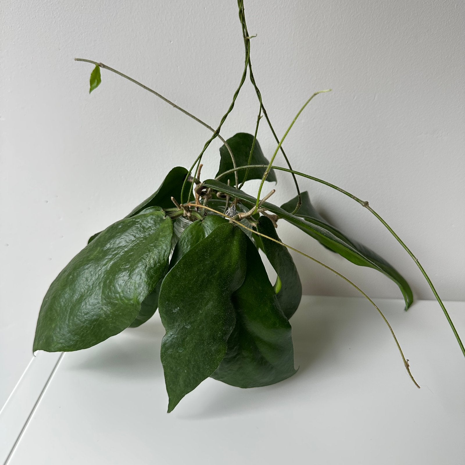 Hoya caudata big green leaves stekken, Huis en Inrichting, Ophalen of Verzenden, Halfschaduw, Minder dan 100 cm