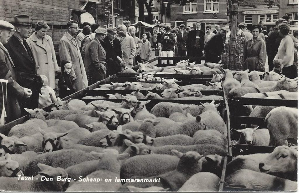 Texel (N.H.) Den Burg, Schaap- en Lammeren Markt, gel. 1967, Verzenden, 1960 tot 1980, Gelopen, Noord-Holland
