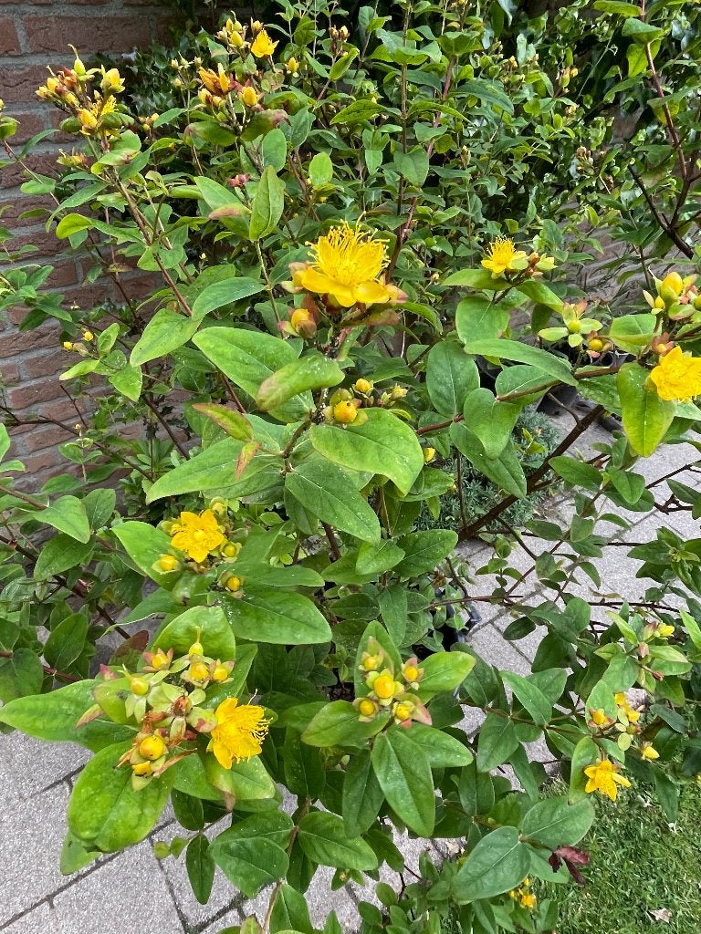 Te koop: vaste plant hertshooi, Tuin en Terras, Volle zon, Vaste plant, Zomer, Ophalen