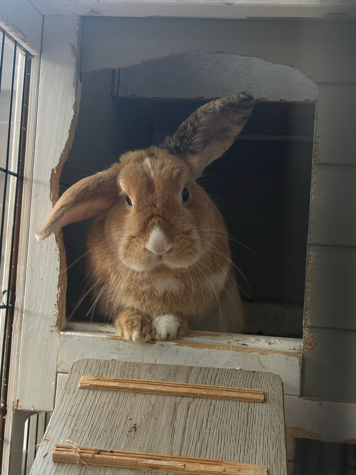 Twee lieve konijnen ter adoptie, Dieren en Toebehoren, Meerdere dieren, Middelgroot, 0 tot 2 jaar