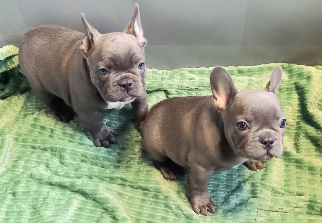 Franse Bulldog Pups Blauw/Lilac met langere neusjes, Dieren en Toebehoren, 8 tot 15 weken, Meerdere, Meerdere dieren, Nederland