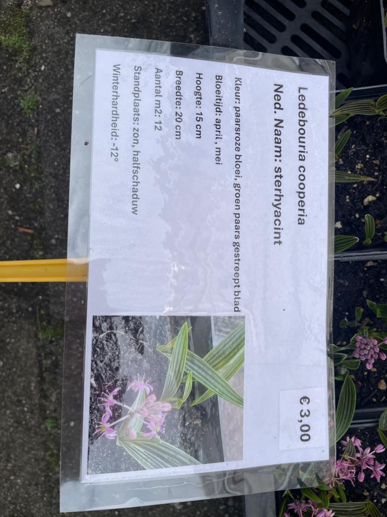 Ledebouria cooperi - Sterhyacint - Paarse bloei, Tuin en Terras, Overige soorten, Volle zon, Vaste plant, Ophalen of Verzenden