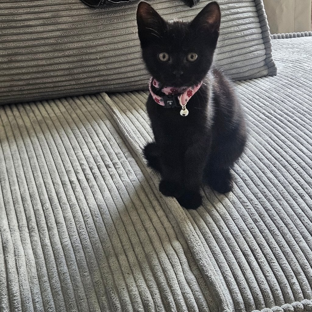 Kitten, Ophalen of Verzenden
