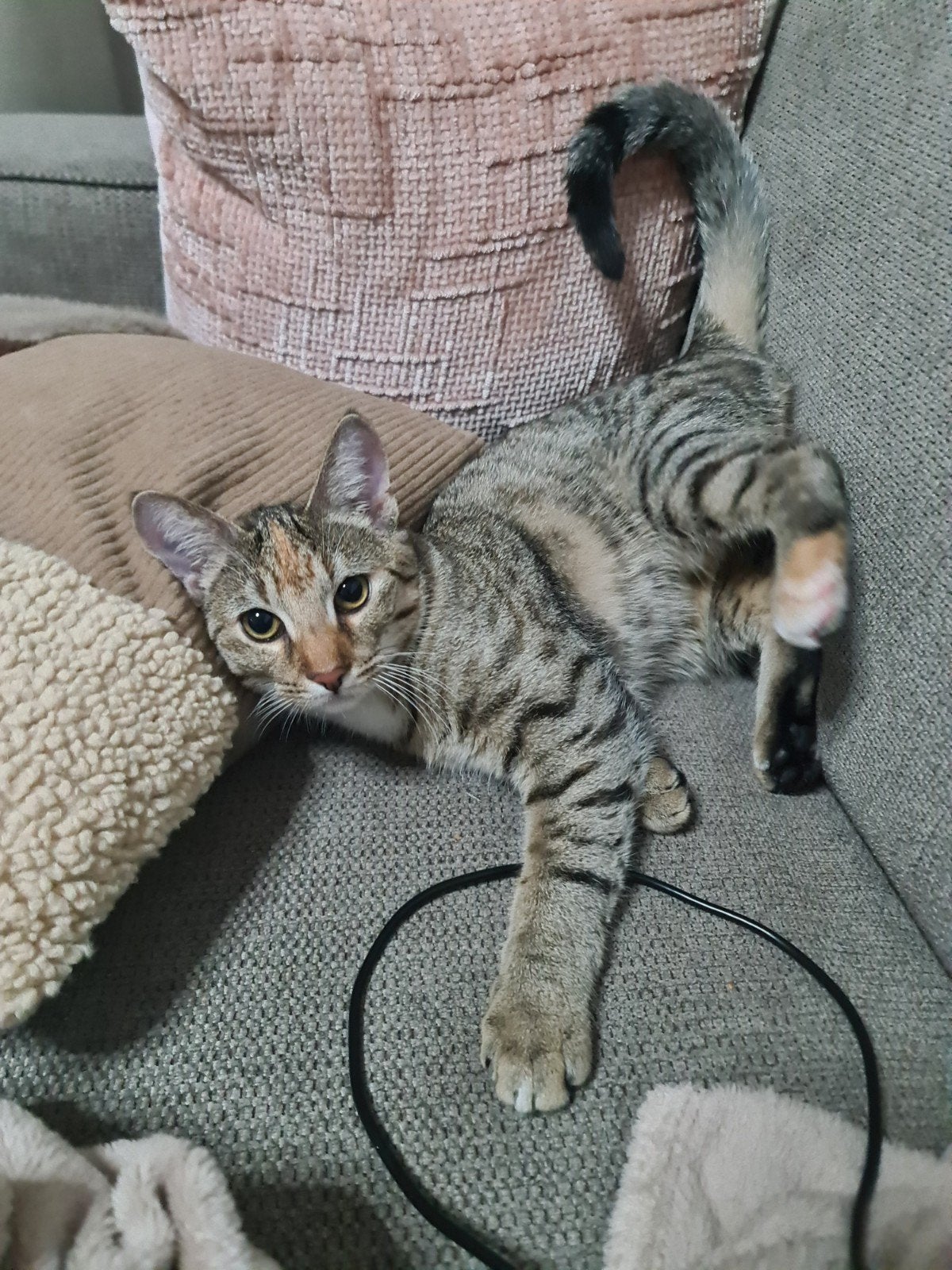 Lieve poes Casey (9 maanden) zoekt gouden mandje, Poes, 0 tot 2 jaar