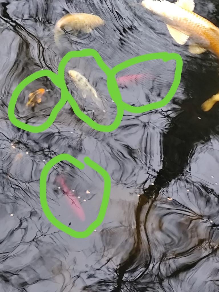 Koi en goudvissen te koop, Goudvis(sen)