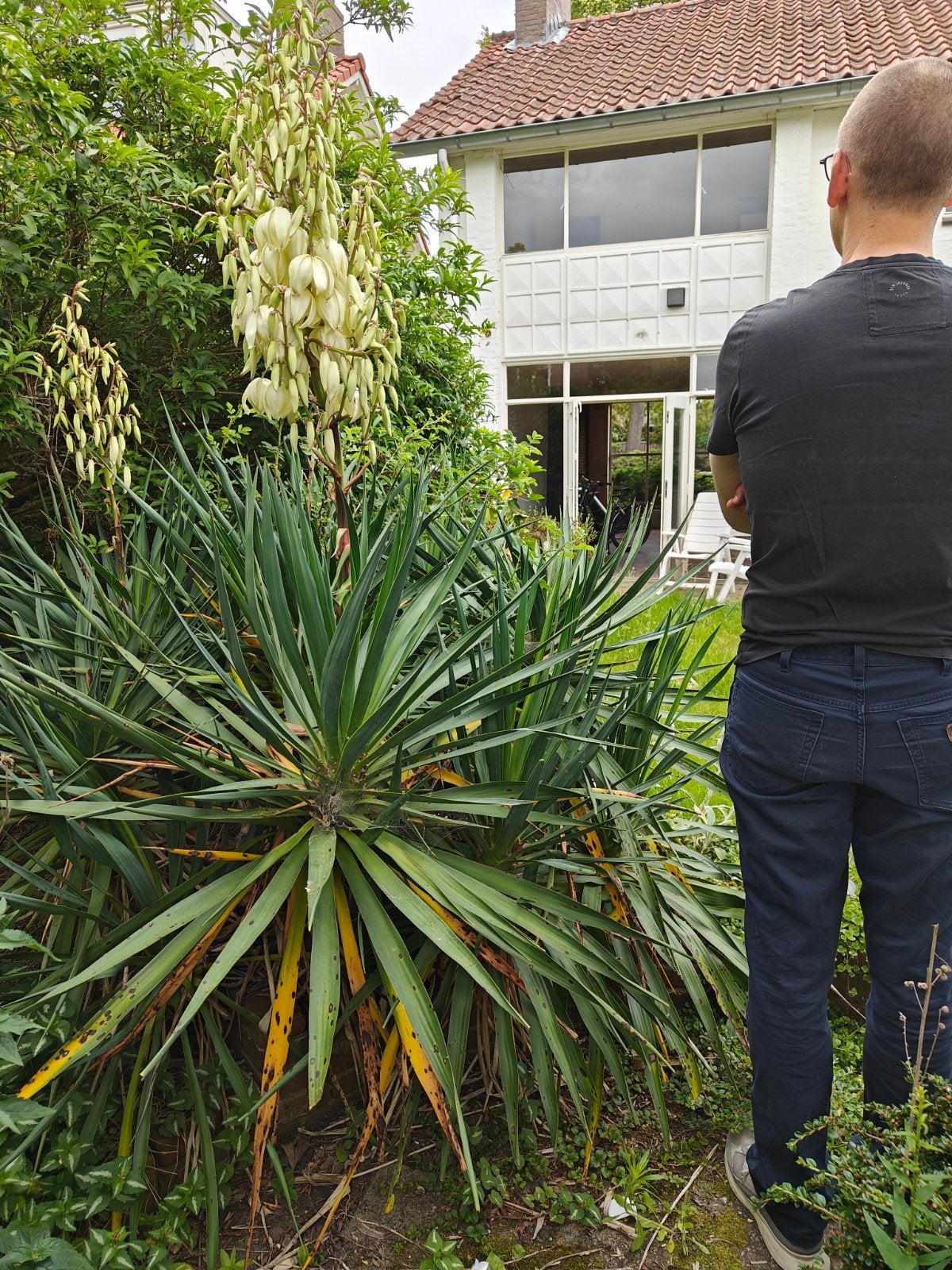 Yucca in de tuin, Ophalen, Overige soorten, Volle zon