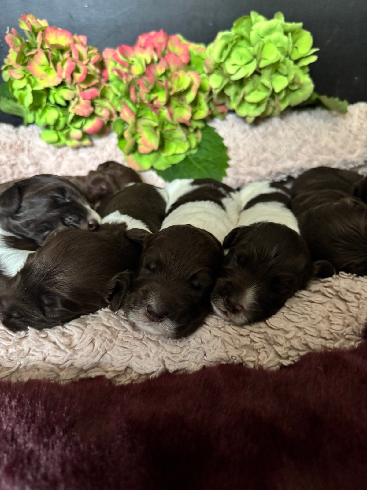 Australian labradoodles met afstammingsbewijs!, Overige rassen, CDV (hondenziekte), 8 tot 15 weken, Meerdere