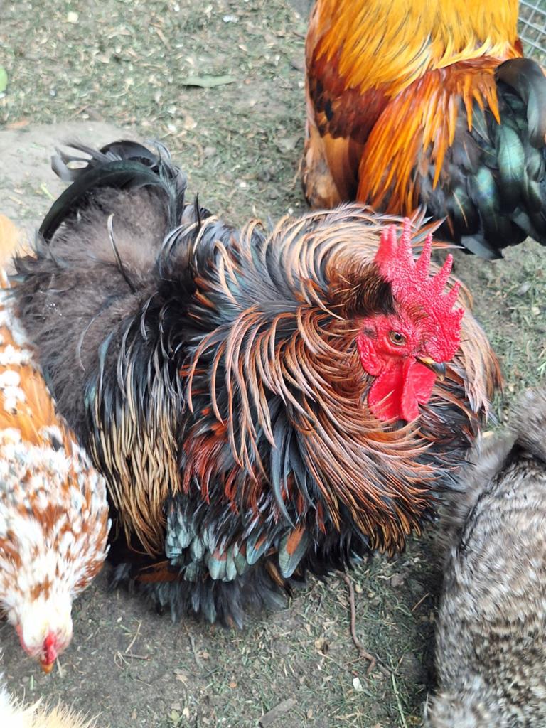 Cochin hanen, Dieren en Toebehoren, Mannelijk, Kip