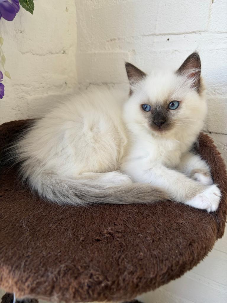 Prachtig Ragdoll Blue Point kitten poes, Dieren en Toebehoren, Katten en Kittens | Raskatten | Langhaar, Meerdere dieren