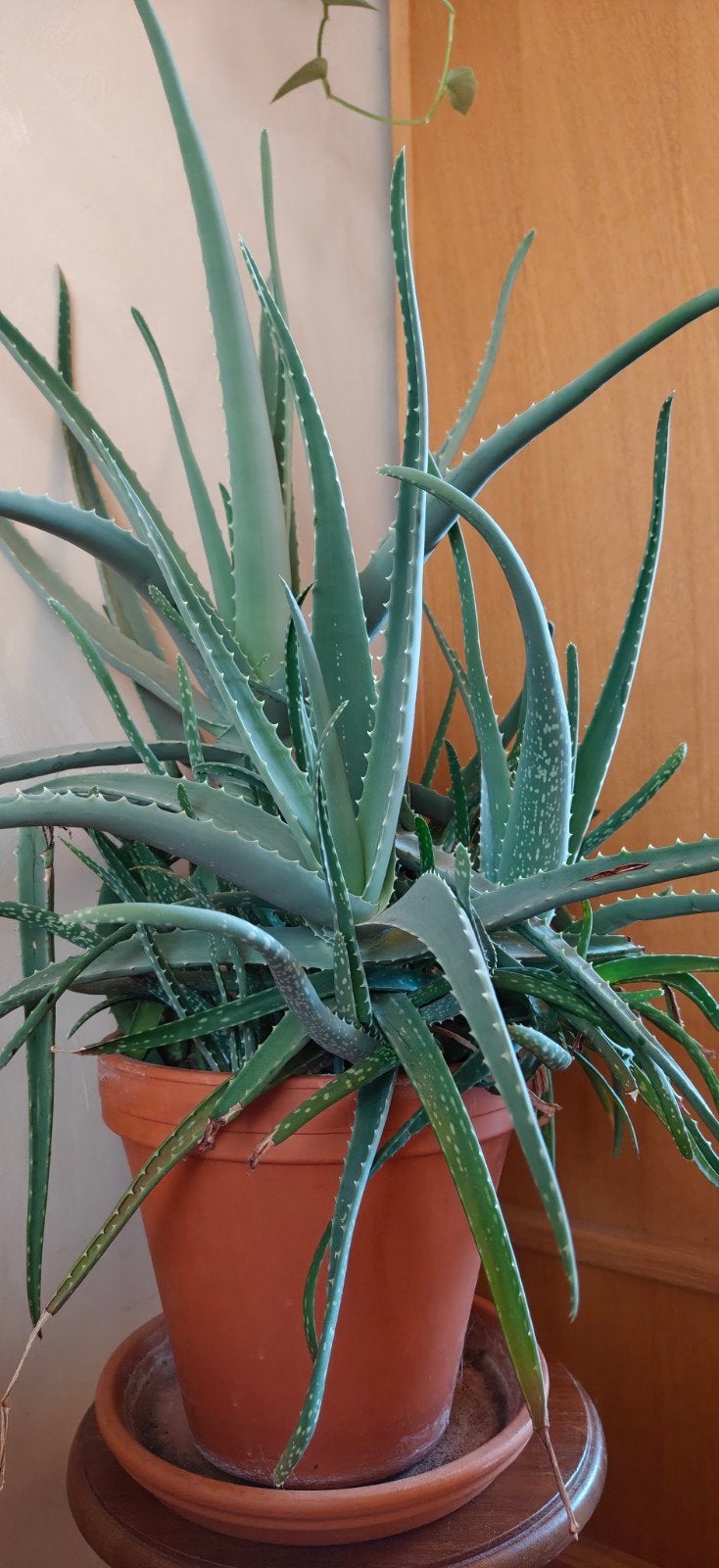 stekjes van sterke Aloë Vera plant, Vetplant, Ophalen of Verzenden, In pot, Minder dan 100 cm