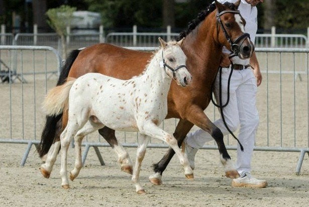 diverse NAS veulens, Met stamboom, 0 tot 2 jaar, Hengst, A pony (tot 1.17m)