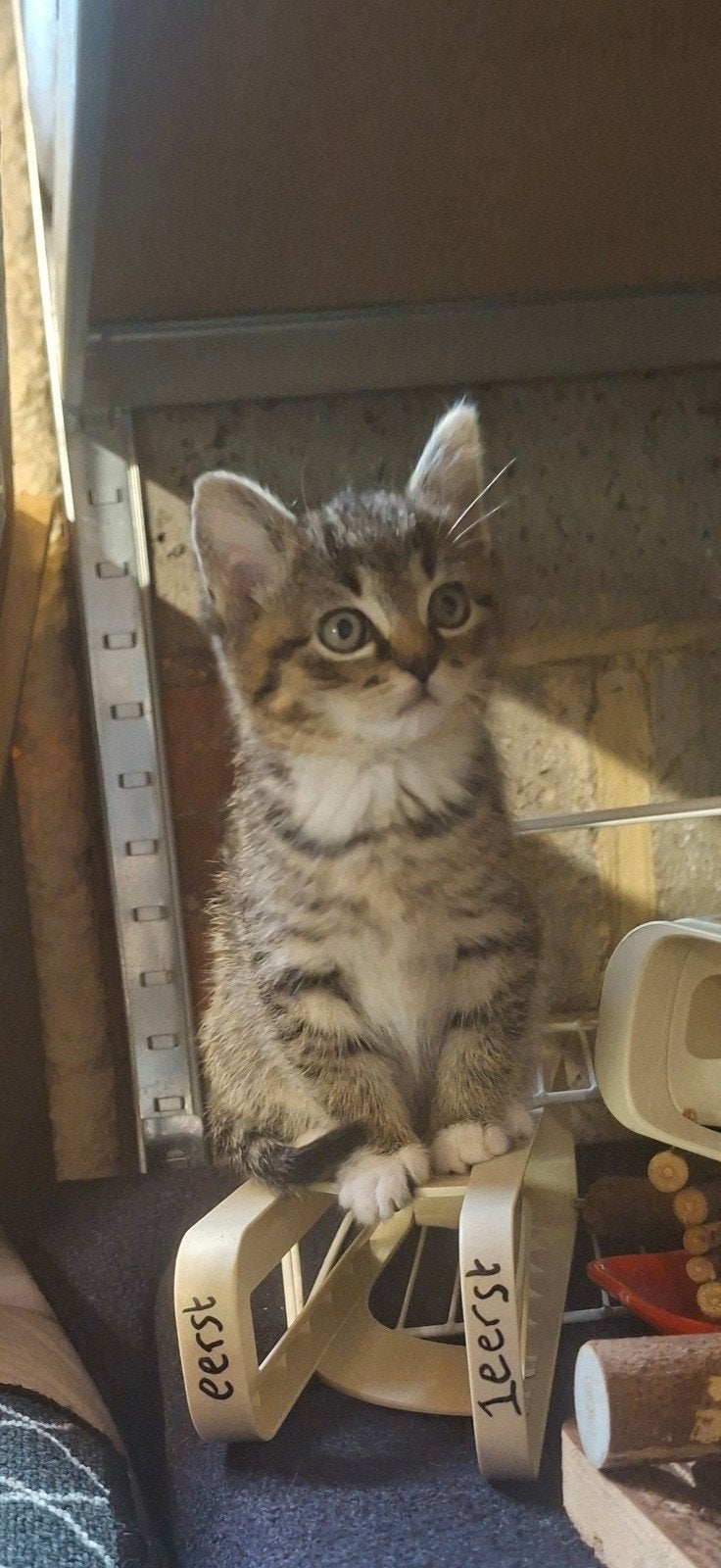 kittens 8 weken oud, Dieren en Toebehoren