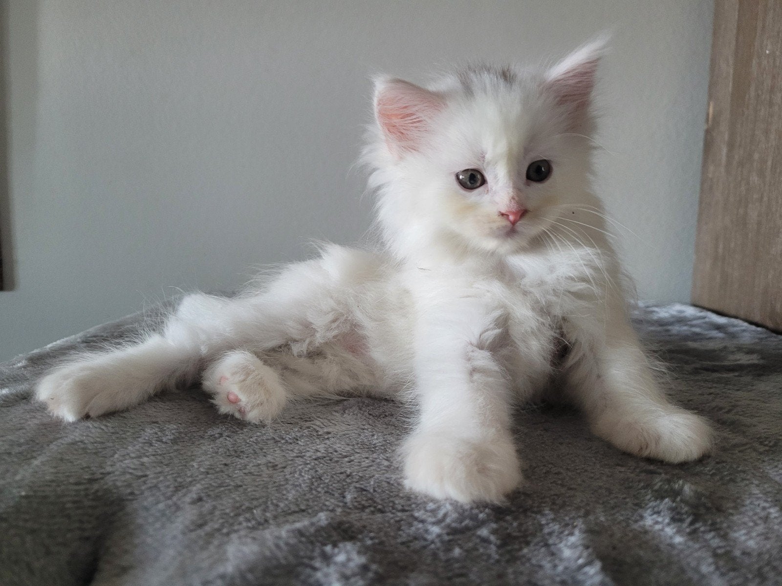 Maine Coon Kittens Russische lijnen XL, Meerdere dieren, Ontwormd, 0 tot 2 jaar