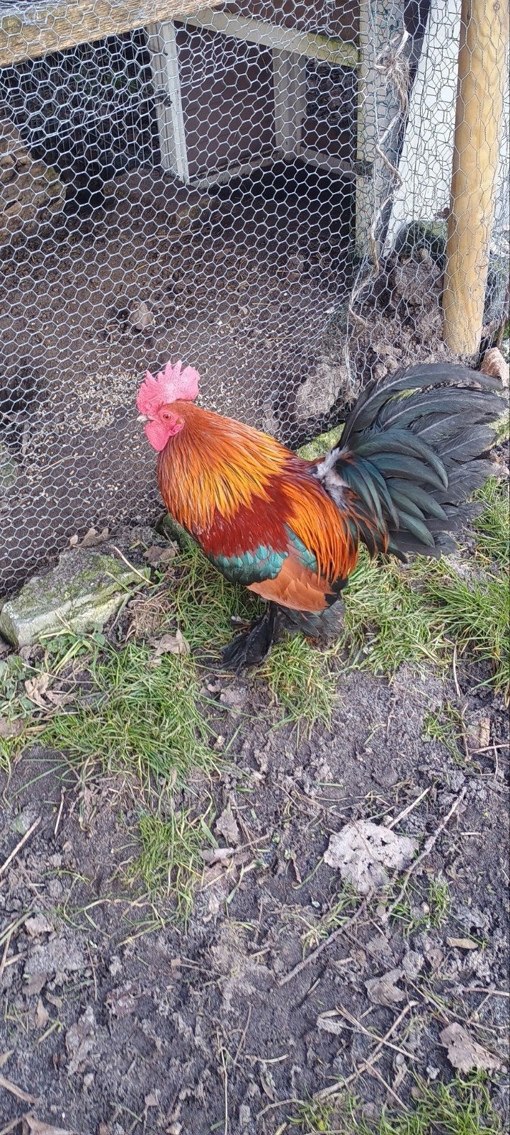Sabelpootkriel haan, Dieren en Toebehoren, Pluimvee, Mannelijk, Kip