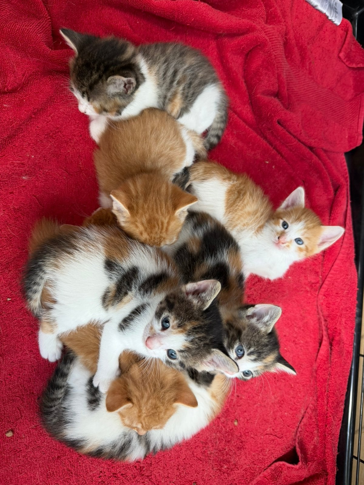 8 lieve kittens, Dieren en Toebehoren, Katten en Kittens | Overige Katten, Meerdere dieren