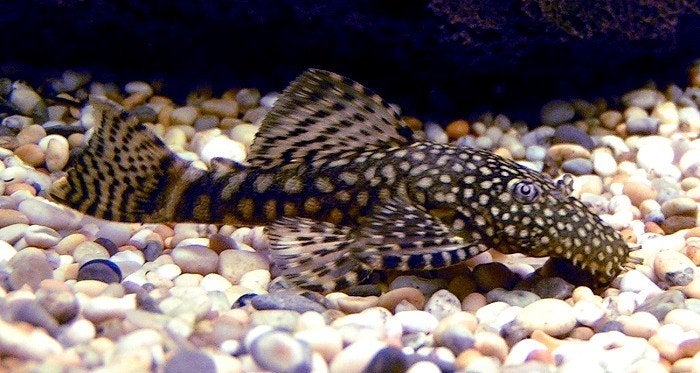 Ancistrus te koop, Vis, Zoetwatervis