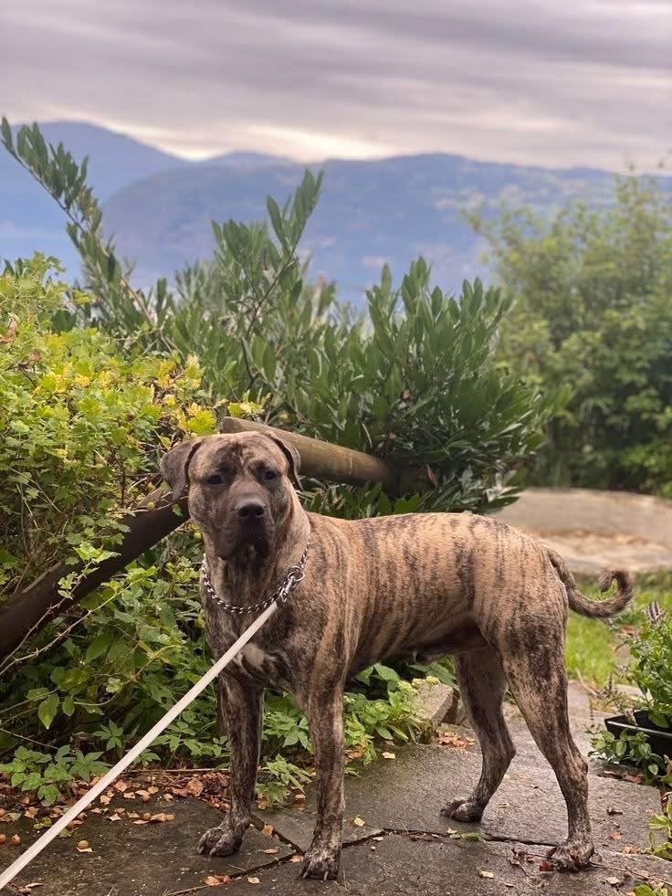 Erg lieve Presa canario pup van 9 maanden, 15 weken tot 1 jaar, Parvo, Eén hond, Nederland