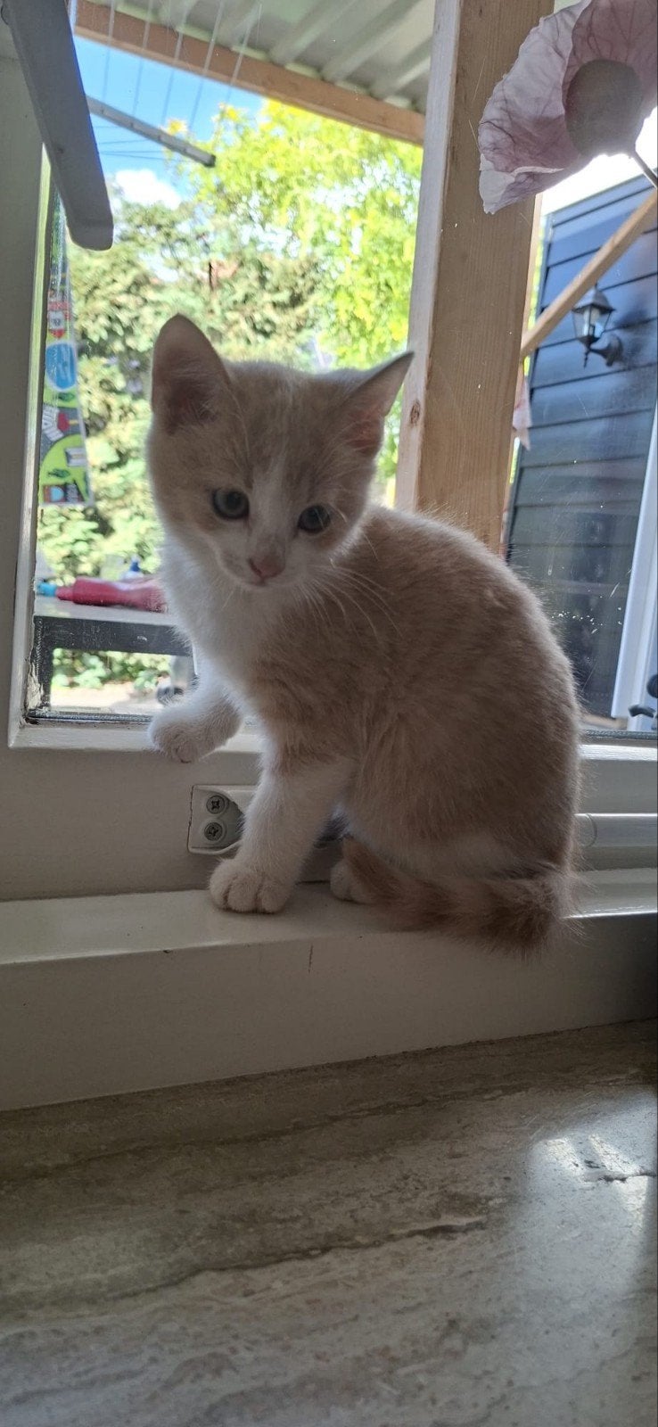 Lieve Aanhankelijke kittens van nu 9 weken, Meerdere dieren, Kortharig, 0 tot 2 jaar