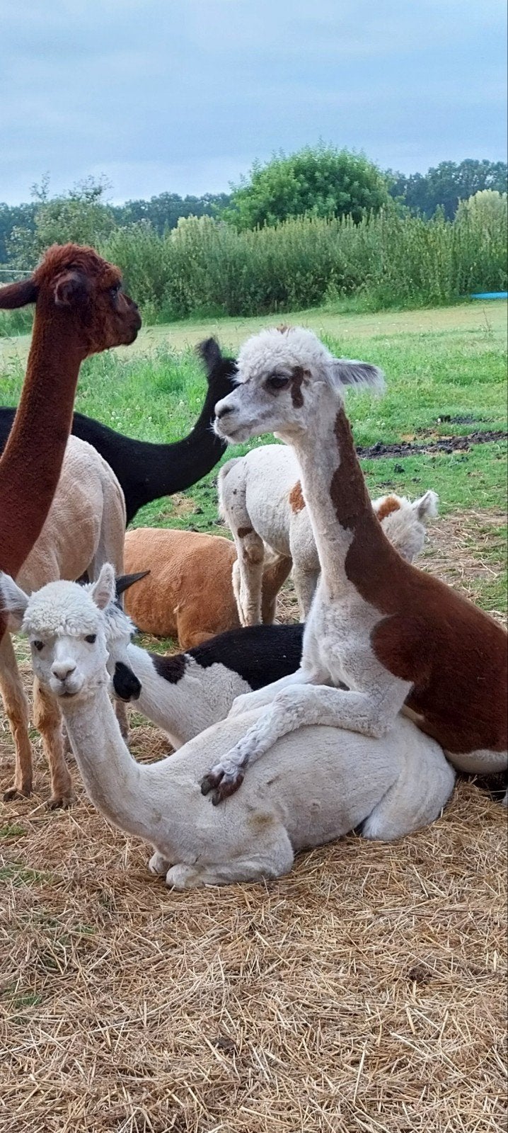 bonte alpaca hengst, Mannelijk, Overige soorten