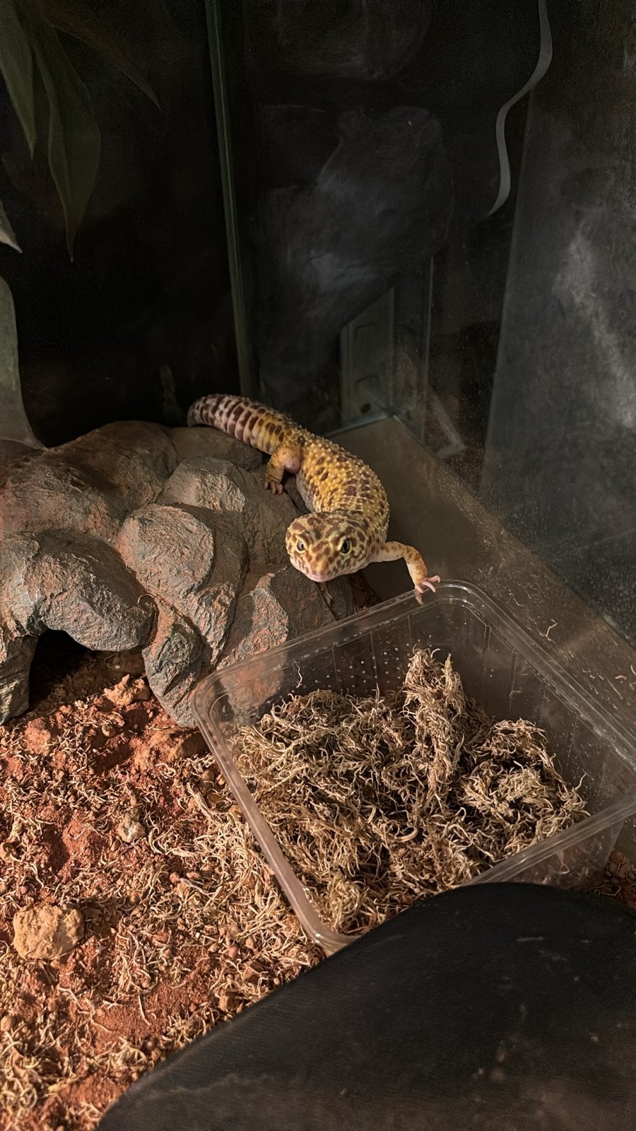 Luipaardgekko eieren Leopard Gecko - male for sale from Sanne