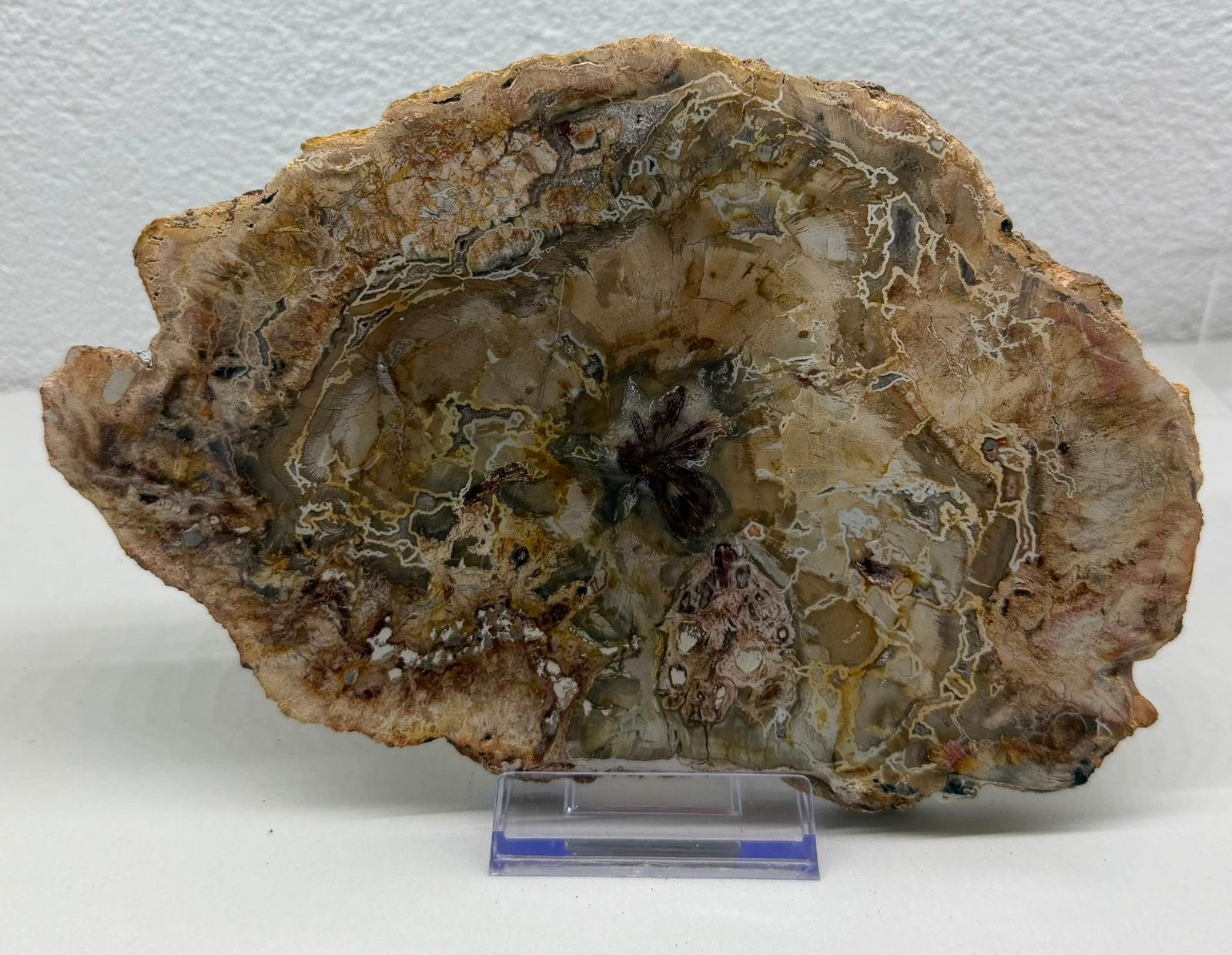 Versteend hout, Ophalen of Verzenden