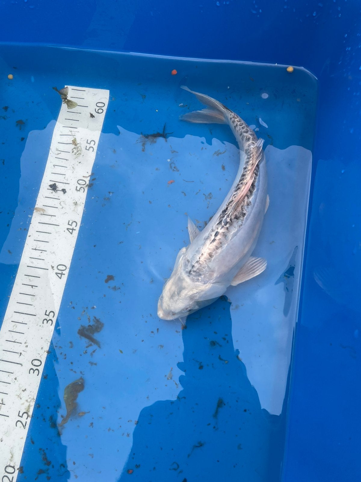 Koi 30 cm met schoonheidsfoutje, Karper of Koi
