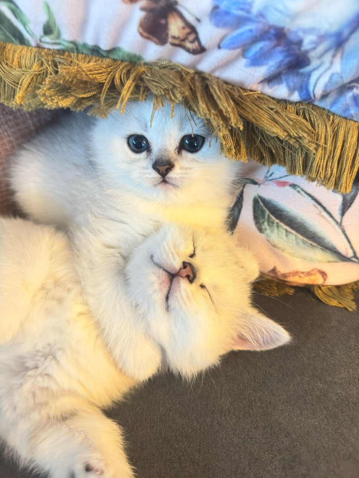 Britse Korthaar kittens | Eerste vaccinatie gehad | wit, Dieren en Toebehoren, Katten en Kittens | Overige Katten, Kater, Kortharig