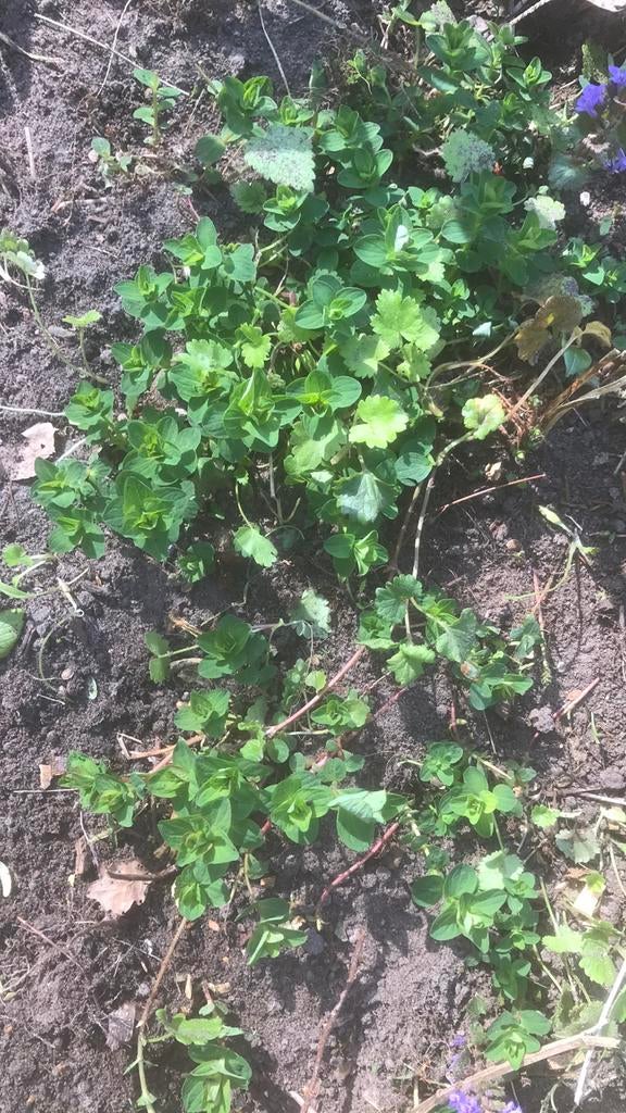 St Janskruid en duizendblad planten, Ophalen of Verzenden, Eenjarig, Overige soorten, Volle zon