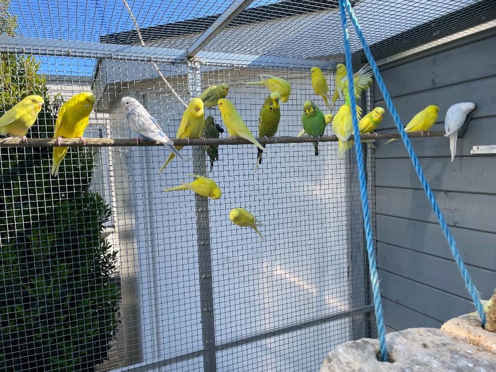Te Koop Engelse Grasparkieten, Meerdere dieren, Parkiet, Geringd