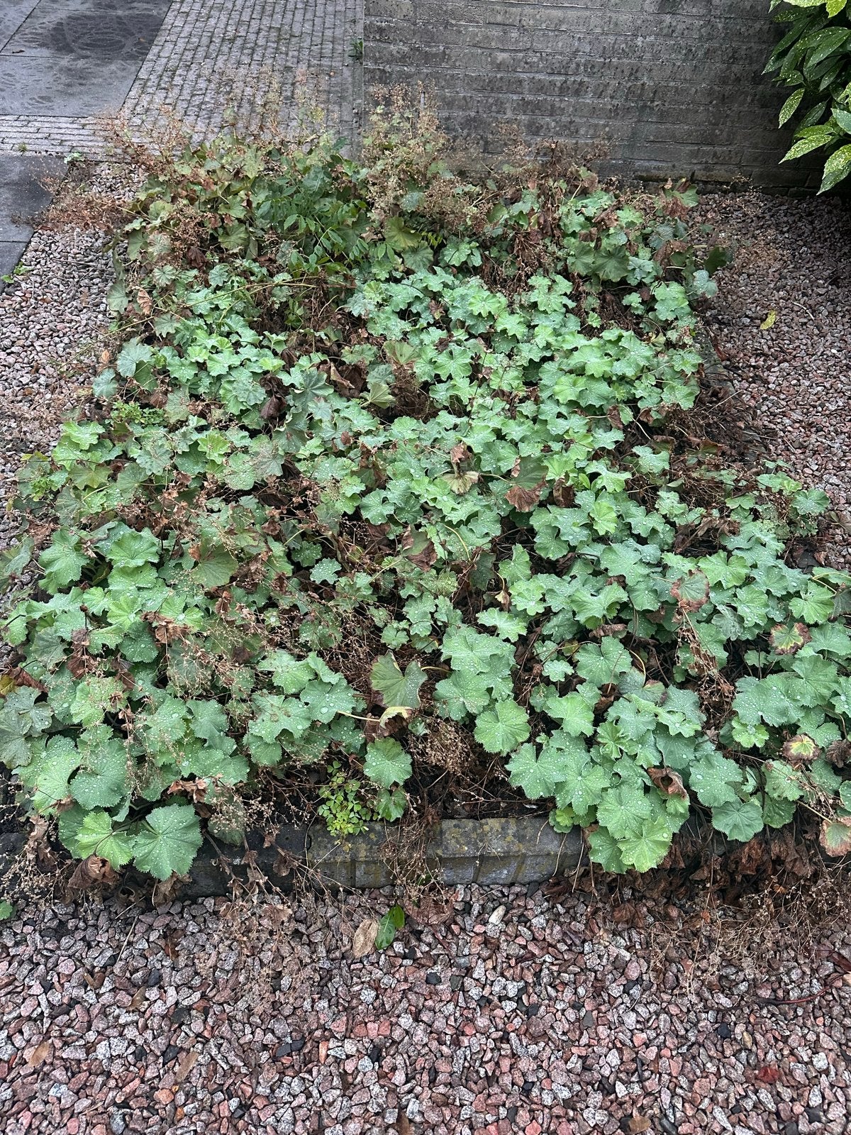 Diverse vaste planten: Kattenkruid, Vrouwenmantel, Ooievaars, Ophalen, Bodembedekkers, Vaste plant, Halfschaduw