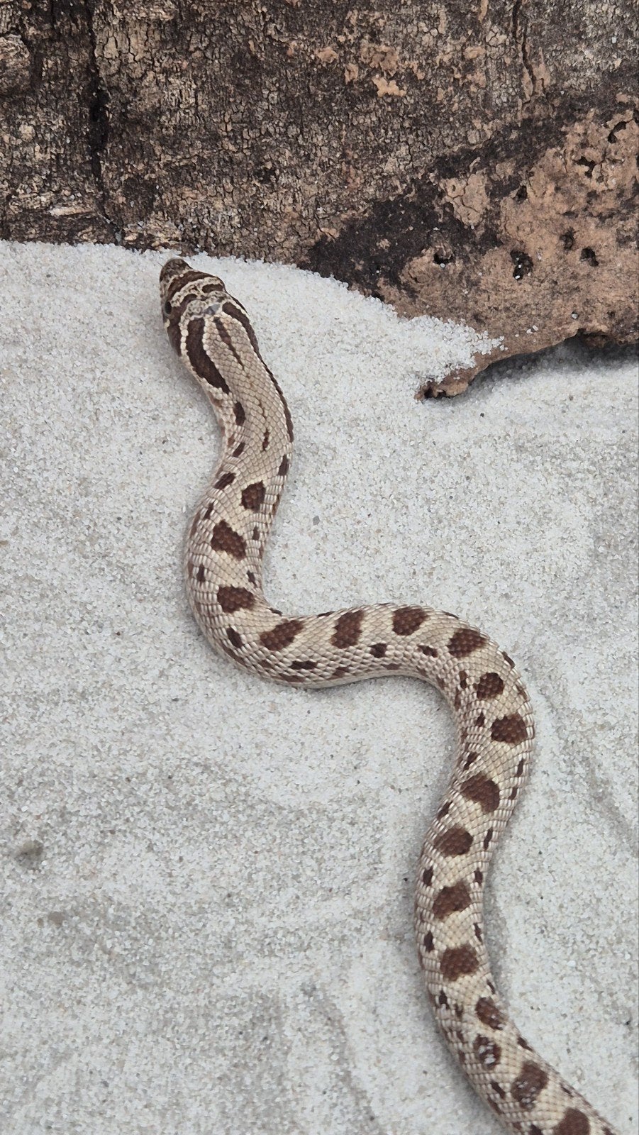 Haakneusslang het toffee Hognose Snake photo 4