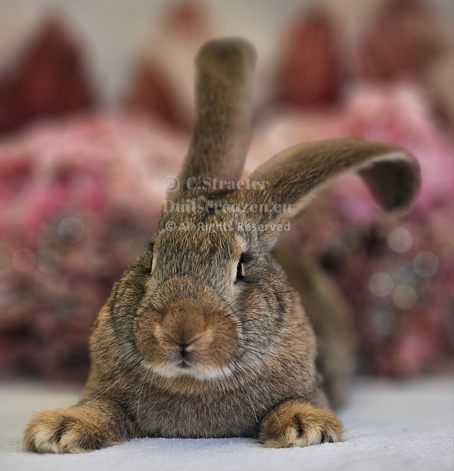 Duitse reuzen XXL echt GROOT!, Meerdere dieren, Groot, 0 tot 2 jaar