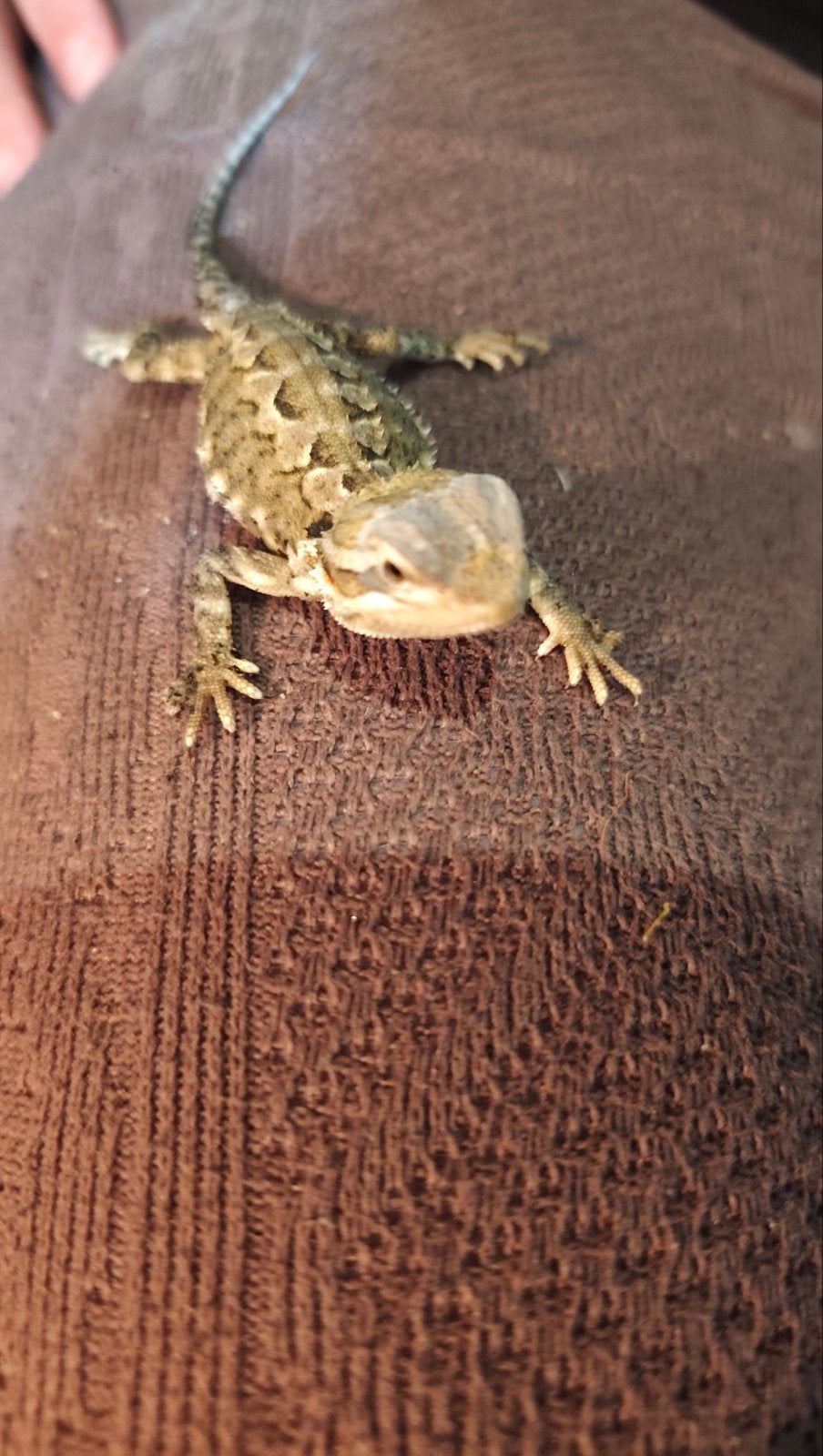 Jonge Dwerg baardagamen, pogona henrylawsoni. Bearded Dragon photo 5