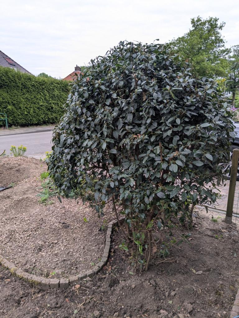 Sneeuwbal (Viburnum), Ophalen of Verzenden, Halfschaduw, Overige soorten, 100 tot 250 cm