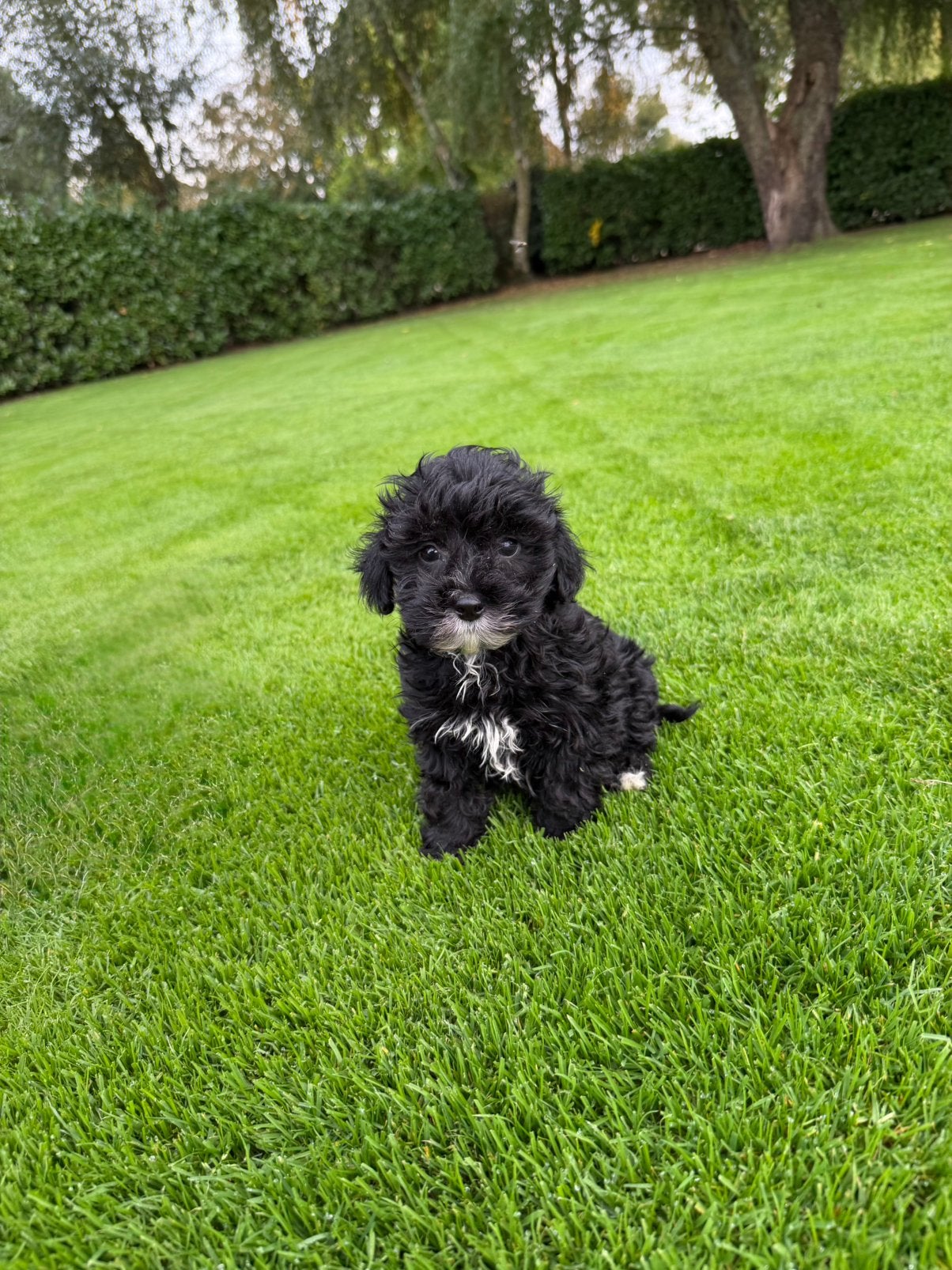 Boomer x Poedel (Boompoo) pups, Nederland, Overige rassen, CDV (hondenziekte), 8 tot 15 weken