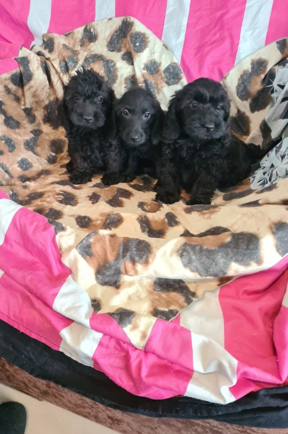 Dwergteckel x poedel puppies. Doxiepoo!, Parvo, 8 tot 15 weken, Meerdere, Nederland