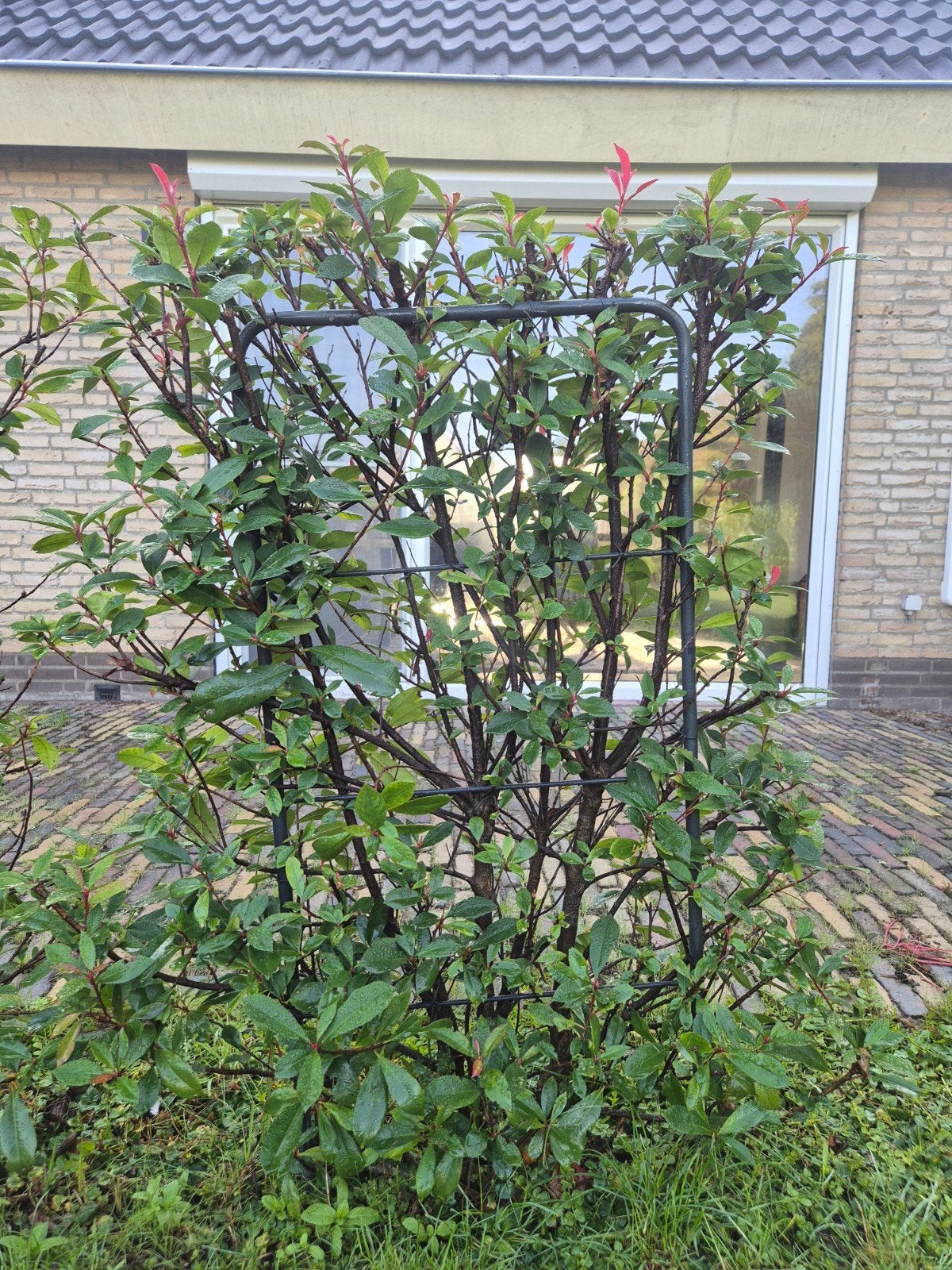 Glansmispel Photinia Fraseri Red Robin rek geleid Haagplant, Ophalen, Overige soorten, Haag, 100 tot 250 cm