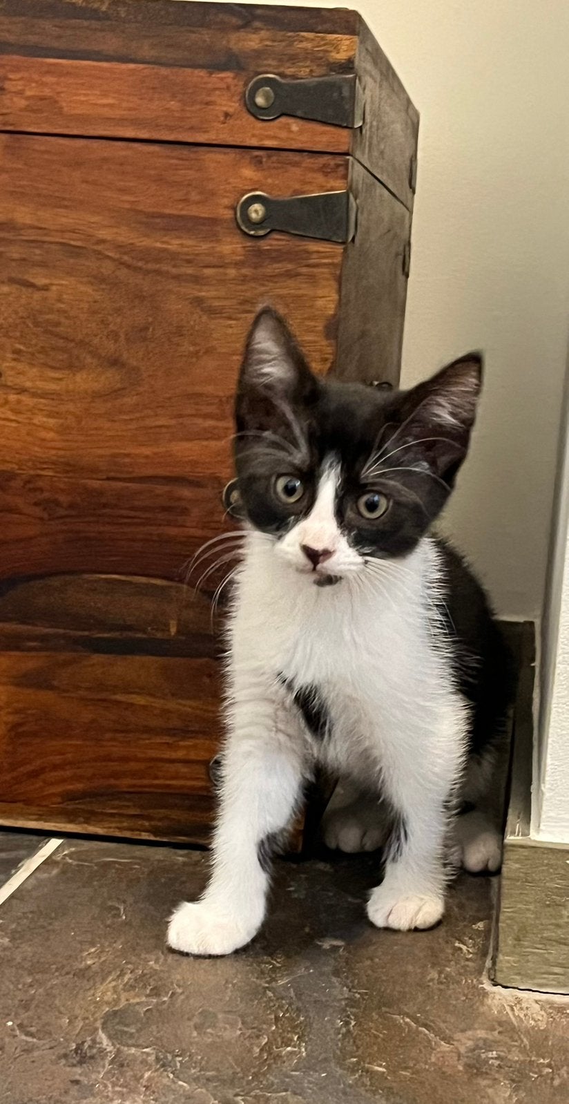 Kitten, Dieren en Toebehoren, Meerdere dieren