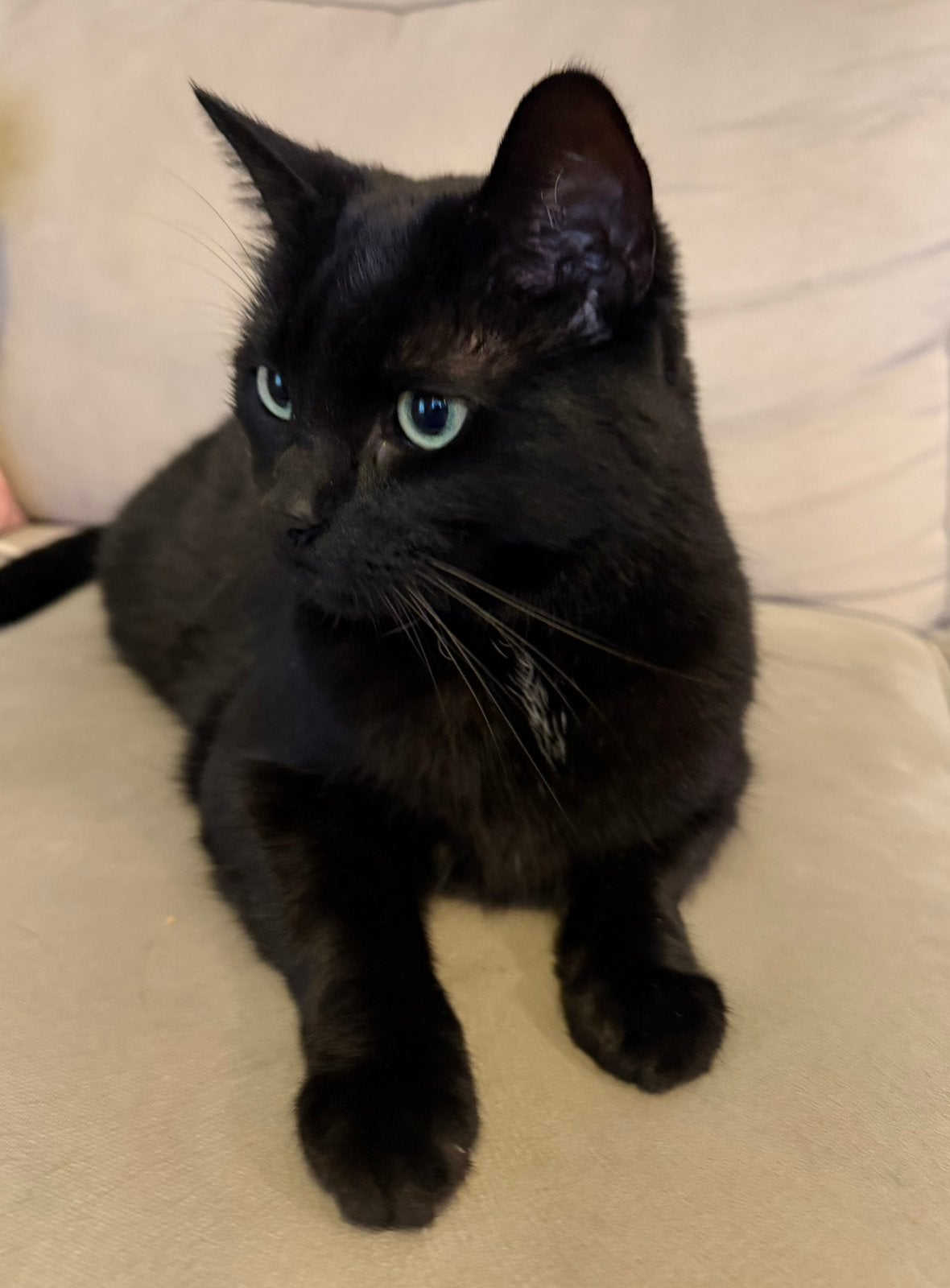 Lieve zwarte kater van 5 jaar – gratis af te halen, Dieren en Toebehoren, Kater
