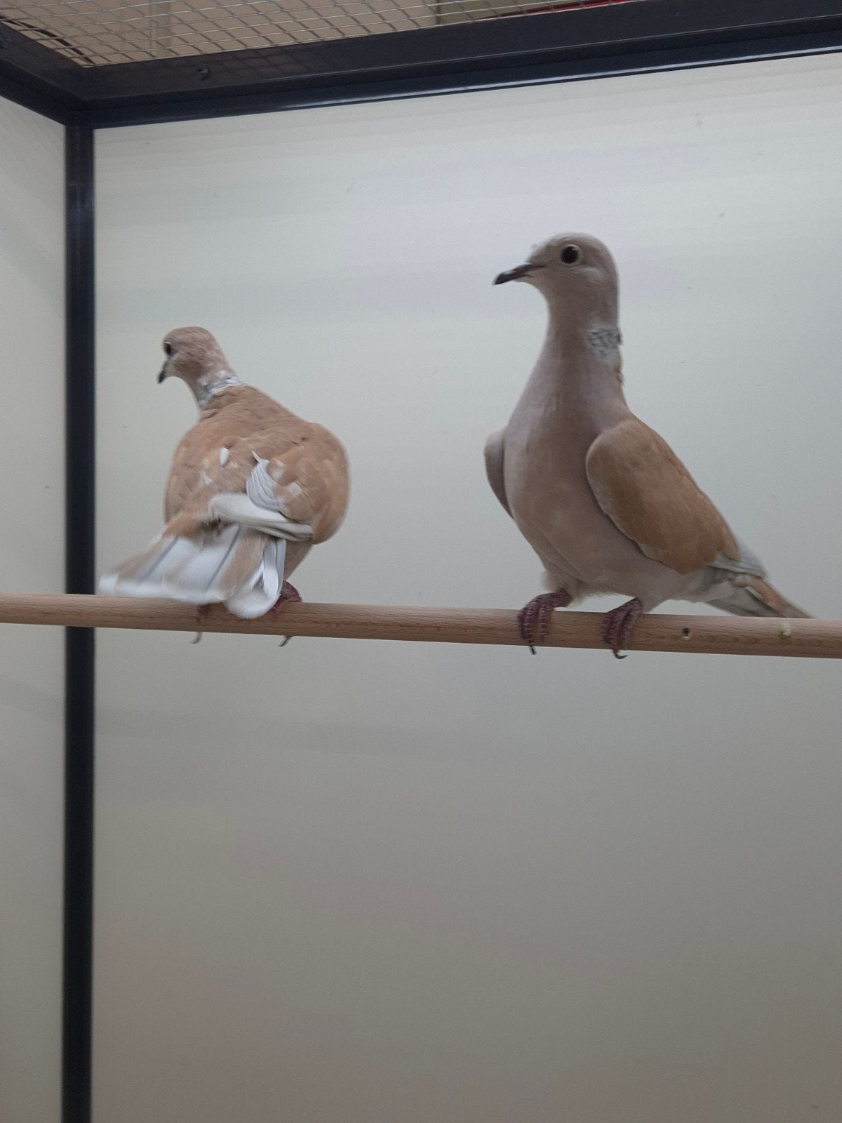 1-1 Lachduiven, Meerdere dieren, Tropenvogel, Geringd