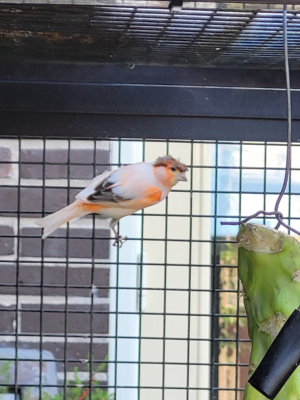 Te koop een koppel Harlekijn kanaries., Dieren en Toebehoren, Vogels | Kanaries, Meerdere dieren