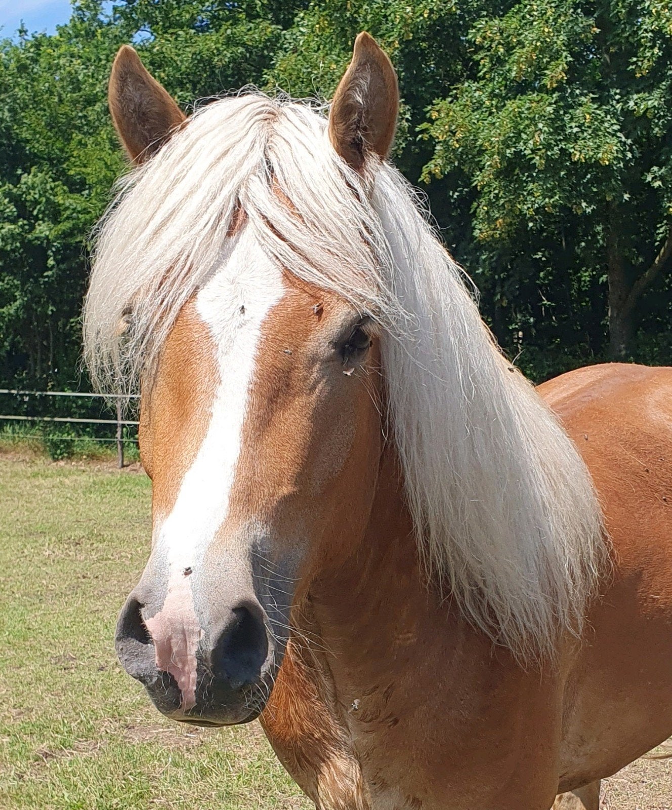 3 jarige Haflinger hengst, Hengst, D pony (1.37m tot 1.48m), Met stamboom, 3 tot 6 jaar