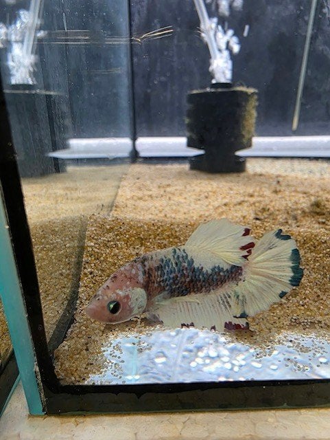Betta splendens plakat dumbo ear male, Vis, Zoetwatervis