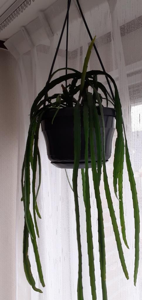 Bijzondere hangplant - Lipisminum Balianum, Ophalen, Overige soorten, Halfschaduw, In pot