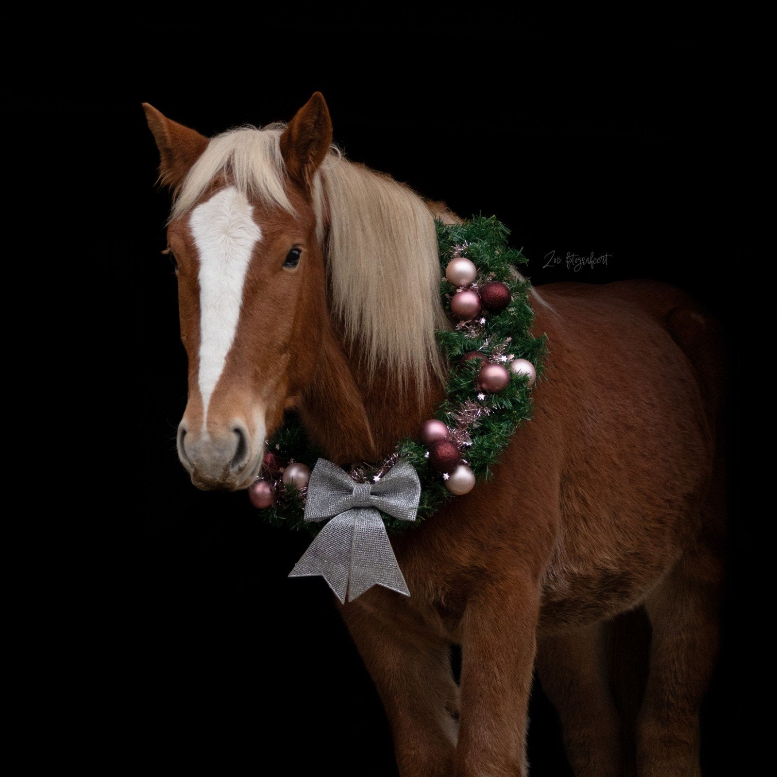 Brave 5 jarige koudbloed ruin te koop, Dieren en Toebehoren, Paarden, Gechipt, Minder dan 160 cm, Ruin, 3 tot 6 jaar