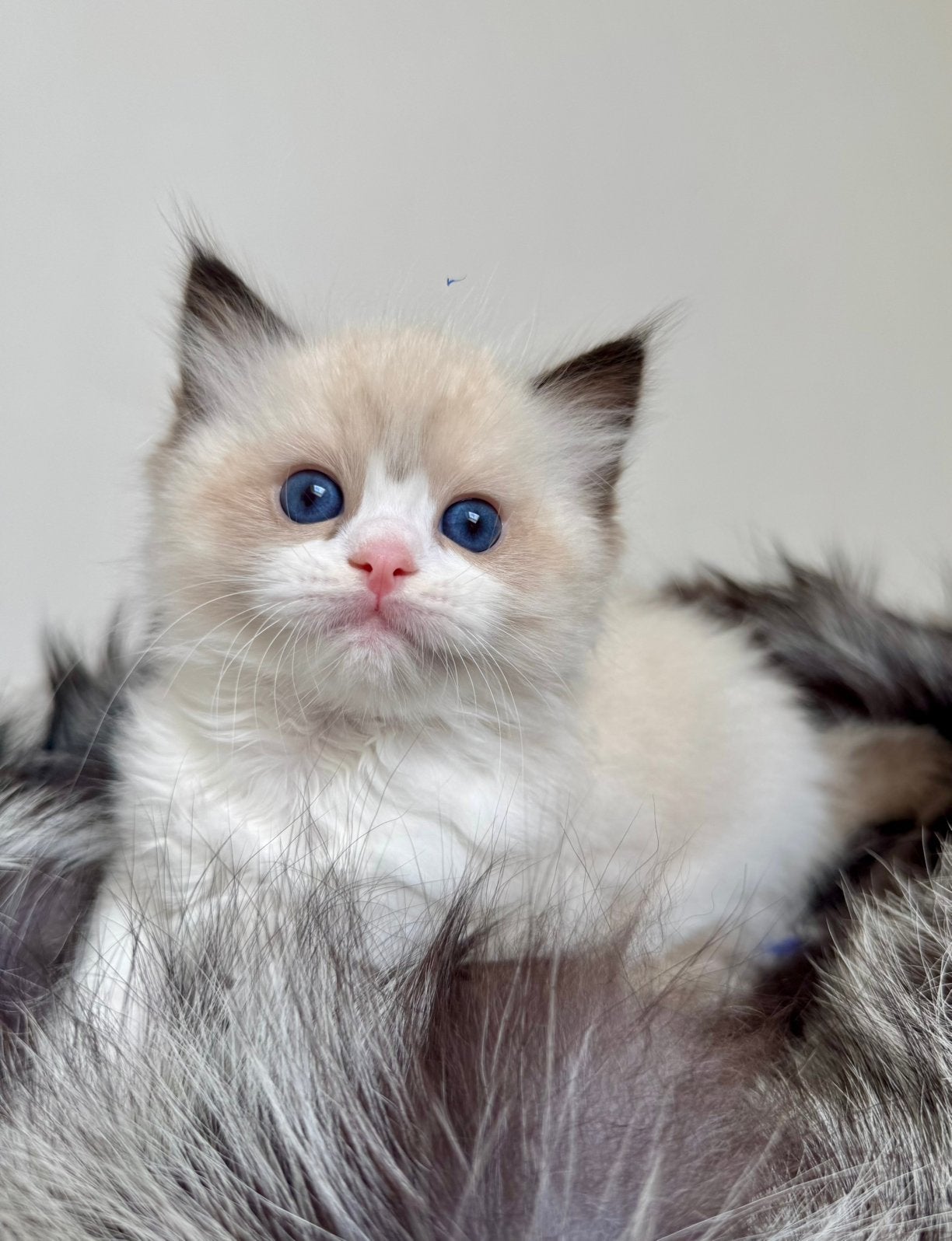Nog EEN RAGDOLL KITTEN BESCHIKBAAR| geteste ouders| stamboom, Meerdere dieren, Langharig, 0 tot 2 jaar