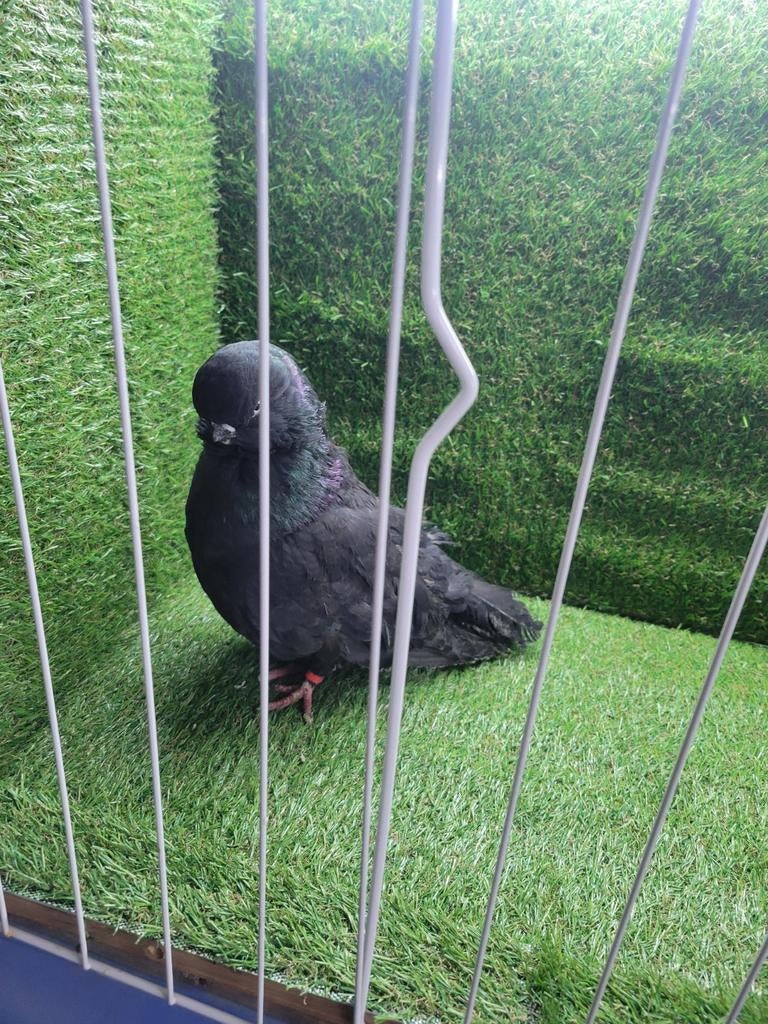 Engelse longface duiven, Dieren en Toebehoren, Vogels | Duiven, Meerdere dieren