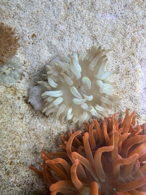 anemoon, Dieren en Toebehoren, Vis, Zoutwatervis