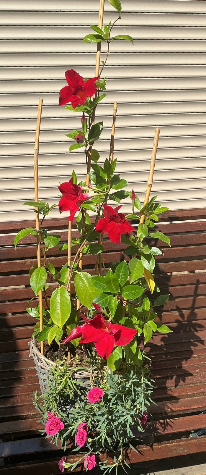 Prachtige Mandevilla (Dipladenia), Ophalen, Overige soorten, Halfschaduw