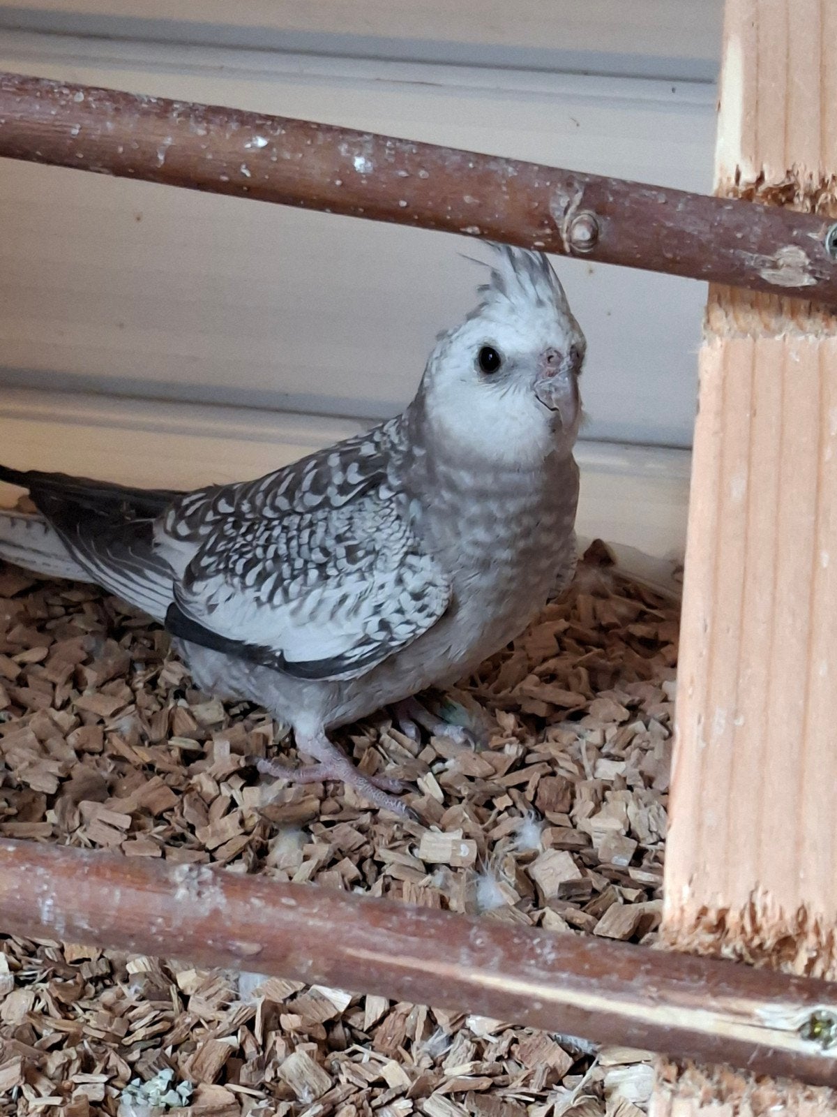 Te koop jonge valkparkieten., Meerdere dieren, Parkiet, Geringd